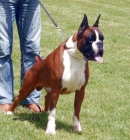 boxer cachorros dorados atigrados y blancos - mejor precio | unprecio.es