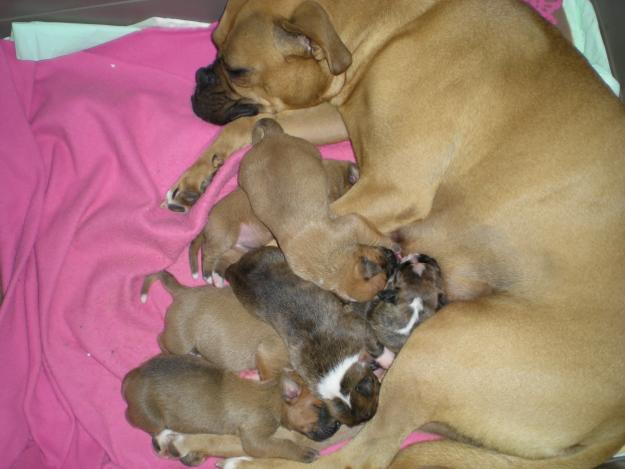 boxer camada 1 mes