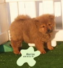 camada chow-chow, ¡ tu cachorro ! - mejor precio | unprecio.es
