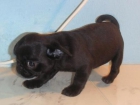 CARLINOS PEDIGREE - mejor precio | unprecio.es