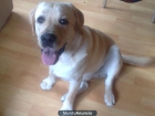LABRADOR RETRIEVER CON PEDIGREE 1 AÑO (URGE POR EMBARAZO RIESGO) - mejor precio | unprecio.es