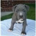 Lindo y adorable Mujer de América Pittbull cachorro para Navidad Presente. - mejor precio | unprecio.es