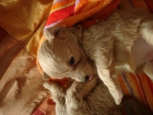 Vendo cachorros caniche enano apricot con pedigree - mejor precio | unprecio.es