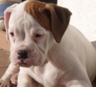 BOXER BLANCO CON MANCA MARRÓN EN OREJA PERDIDO!!! PROVINCIA BADAJOZ!!! AYUDA POR FAVOR!!! - mejor precio | unprecio.es