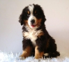 BOYERO DE BERNA EXCELENTE CAMADA PEDIGREE - mejor precio | unprecio.es