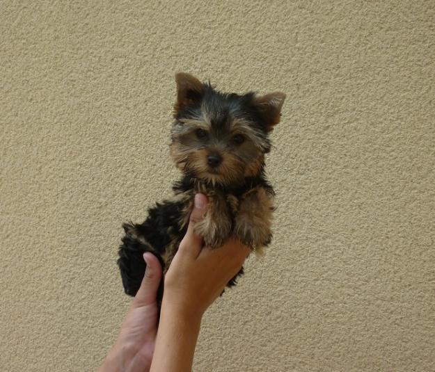 Cachorritos de Yorkshire preciosos