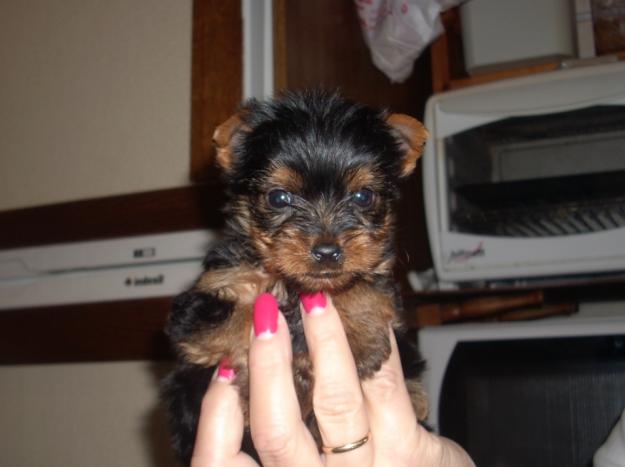 Cachorro de yorkshire mini