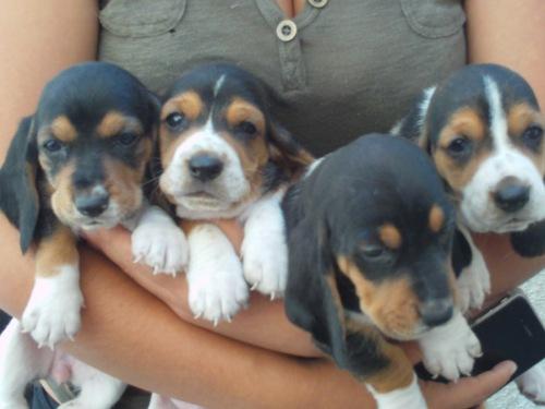 Cachorros Basset Hound