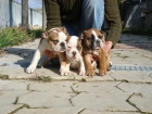 CACHORROS DE BULLDOG INGLES 850 - mejor precio | unprecio.es