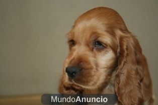 Cocker Spaniel dorados cachorros de 2 meses, 360 euros con pedigree.