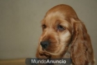Cocker Spaniel dorados cachorros de 2 meses, 360 euros con pedigree. - mejor precio | unprecio.es