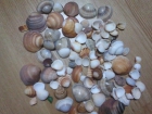 Conchas marinas manualidades acuarios bisuteria - mejor precio | unprecio.es