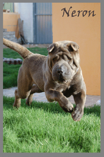 Excelente shar pei para montas