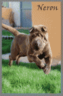 Excelente shar pei para montas - mejor precio | unprecio.es