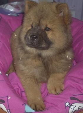 Fabulosa camada de Chow chow, - Sevilla