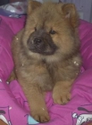 Fabulosa camada de Chow chow, - Sevilla - mejor precio | unprecio.es