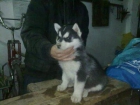 Husky Siberiano - mejor precio | unprecio.es
