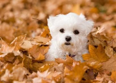 Maltés cachorro necesita un hogar brandy