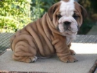 Masculino y femenino Bulldog Inglés cachorros listos para unirse a su nuevo amor esta casa de X-Mas - mejor precio | unprecio.es