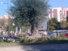 olivos centenarios - mejor precio | unprecio.es