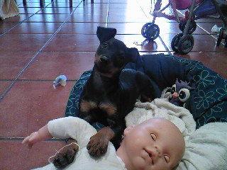 pincher macho 5 meses