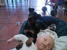 pincher macho 5 meses - mejor precio | unprecio.es