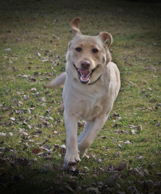 Se Busca Labrador Chocolate Con Ganas de Siembre Directa