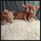 Sphynx - mejor precio | unprecio.es