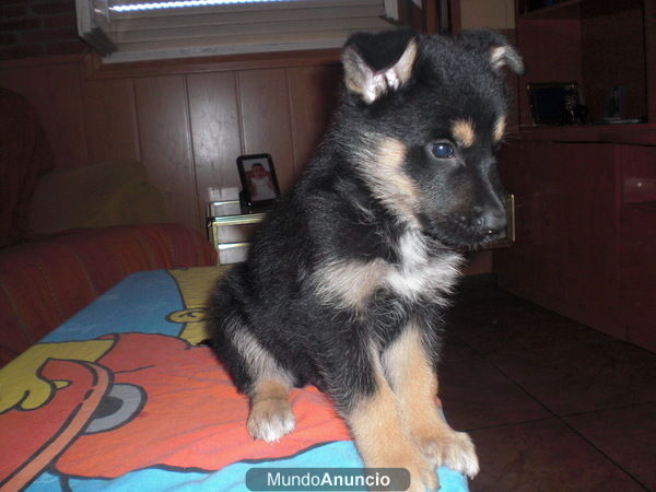 ultimo cachorro de pastor aleman