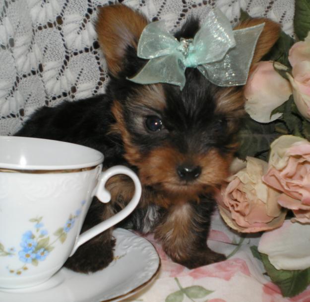 Vendo hermosos cachorros yorkshire terrier - (150Euros)