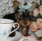 Vendo hermosos cachorros yorkshire terrier - (150Euros) - mejor precio | unprecio.es