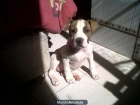 vendo perrita - mejor precio | unprecio.es