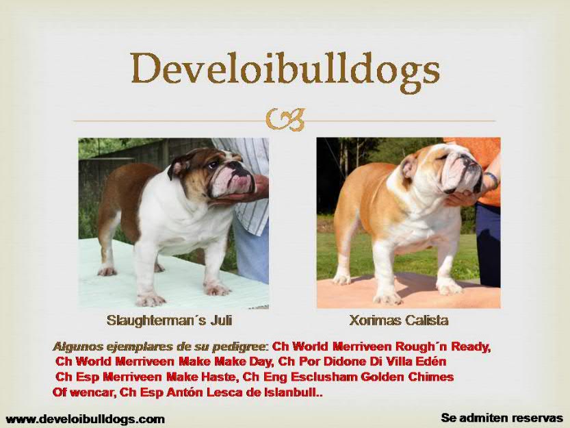 Disponible camada de Bulldog Inglés