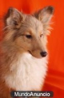 Shetland - Marrón - Hembra y macho por 125 euros - mejor precio | unprecio.es
