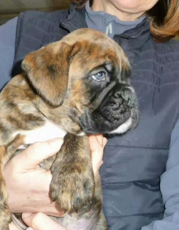 Cachorros de boxer pedigree!!!