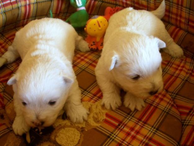 cachorros de westie