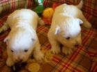cachorros de westie - mejor precio | unprecio.es