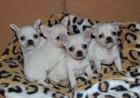 chihuahuas - mejor precio | unprecio.es