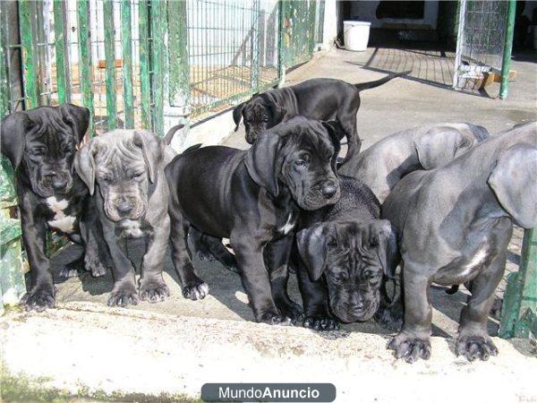 Dogos cachorros de dogo aleman azul y negros
