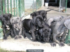 Dogos cachorros de dogo aleman azul y negros - mejor precio | unprecio.es