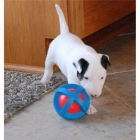 encantadora y adorable cachorro bull terrier como regalo - mejor precio | unprecio.es