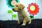 FABULOSO CACHORRITO DE COMPAÑIA _ LABRADOR_WWW.ANIMALFLOWER.COM_2 MESES EDAD Y PEDIGRE - mejor precio | unprecio.es