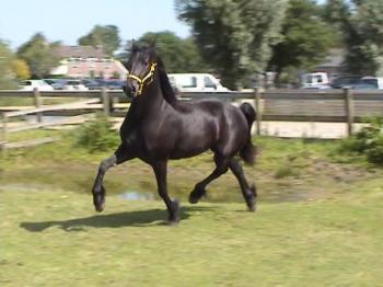 Mujer de raza Frisón Negro caballo para la adopción