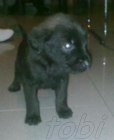 Regalo 1  cachoRro! - mejor precio | unprecio.es