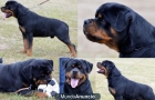 rottweiler camada de exposicion - mejor precio | unprecio.es