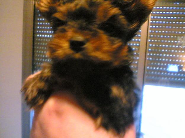 yorkshire terrier