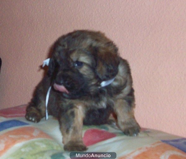 BORIS, cachorro pelusón de 2 MESES - tam. peq./mediano