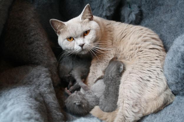 BRITISH SHORTHAIR AFIJO DOS AGUAS