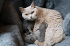 BRITISH SHORTHAIR AFIJO DOS AGUAS - mejor precio | unprecio.es