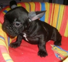Bulldog francés, dos meses y a buen precio - mejor precio | unprecio.es